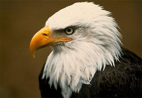 Eagle poaching gets 