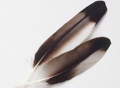 Eagle feather laws could change dramatically, depending on appeal