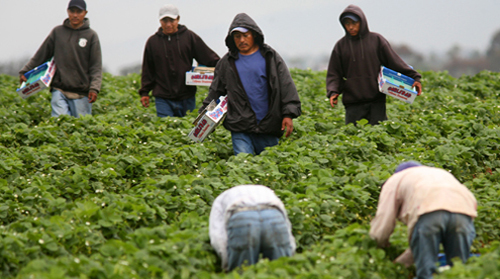 Study Links Anti-Flame Chemicals To Mental Harm In Latino Farm Children